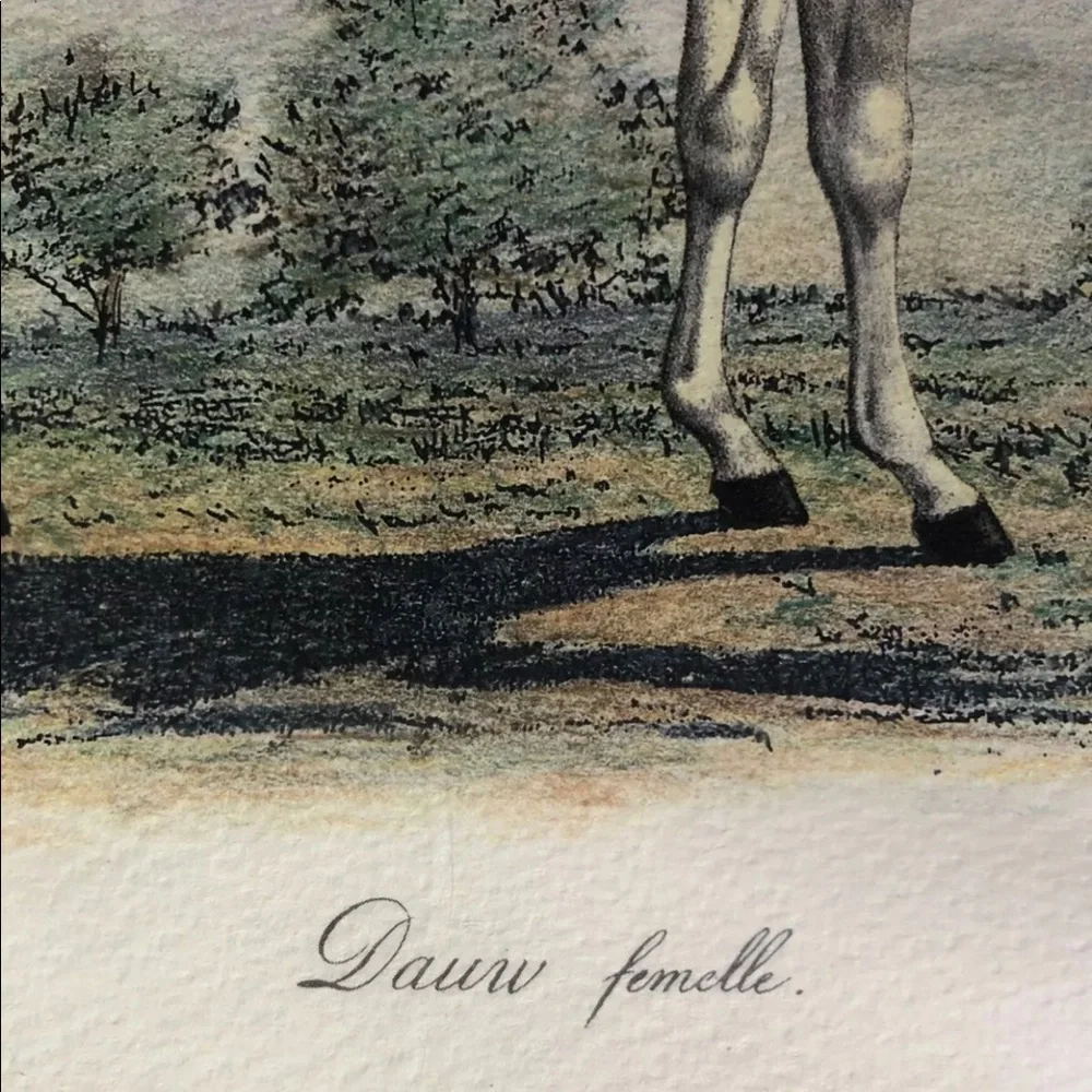 DAUW FEMELLE by Frederic‎ Cuvier Animals of Africa